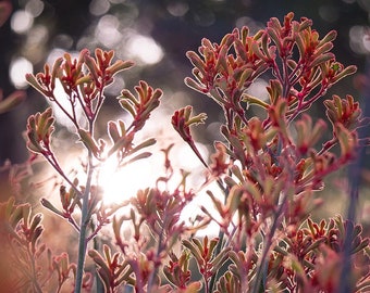 Kangaroo Paw print - nature photography, native Australian flowers, moody wall art, mystical home decor, sunset poster, gardening gift