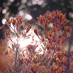 Kangaroo Paw print - nature photography, native Australian flowers, moody wall art, mystical home decor, sunset poster, gardening gift