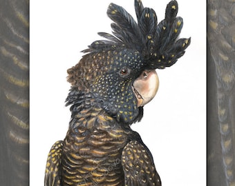 Könnte beinhalten: Eine detaillierte Bleistiftzeichnung eines schwarzen Kakadus mit einem schwarz-goldenen Muster auf dem Körper und einer schwarzen Haube. Der Vogel blickt nach rechts und hat einen hellrosa Schnabel.