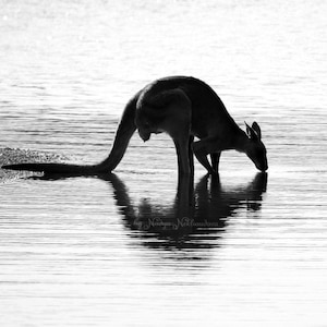 Water is Life - Kangaroo black and white photo print, Australian photo print, kangaroo art, modern art print, Australian native animal