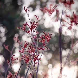 Kangaroo Paw pink sunset print - nature photography, native Australian flora, moody wall art, mystical eclectic home decor, botanical art