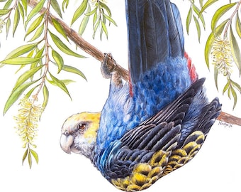 May include: A blue, yellow, and black parrot hangs upside down from a branch with yellow flowers. The parrot's head is turned to the side, looking at the viewer. The background is white.