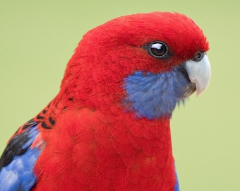 Crimson Rosella Portrait - bright colourful wall art, Australian parrot print, Australian native bird print, Australian animals nature decor