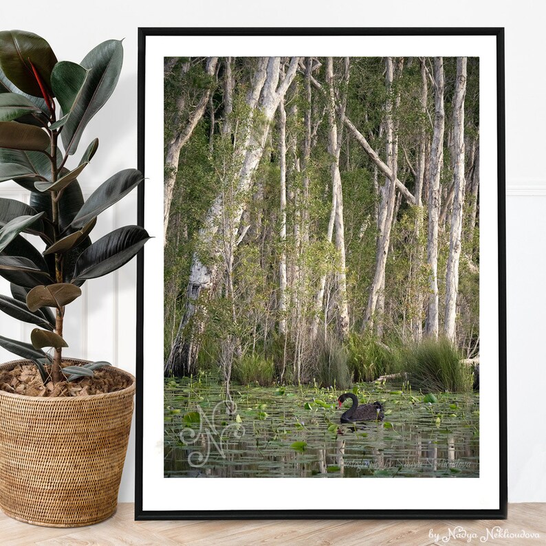 Black Swan Sanctuary print emerald green wall art, Australian nature photography, swan lake wetland, peaceful wall art, green forest decor image 6