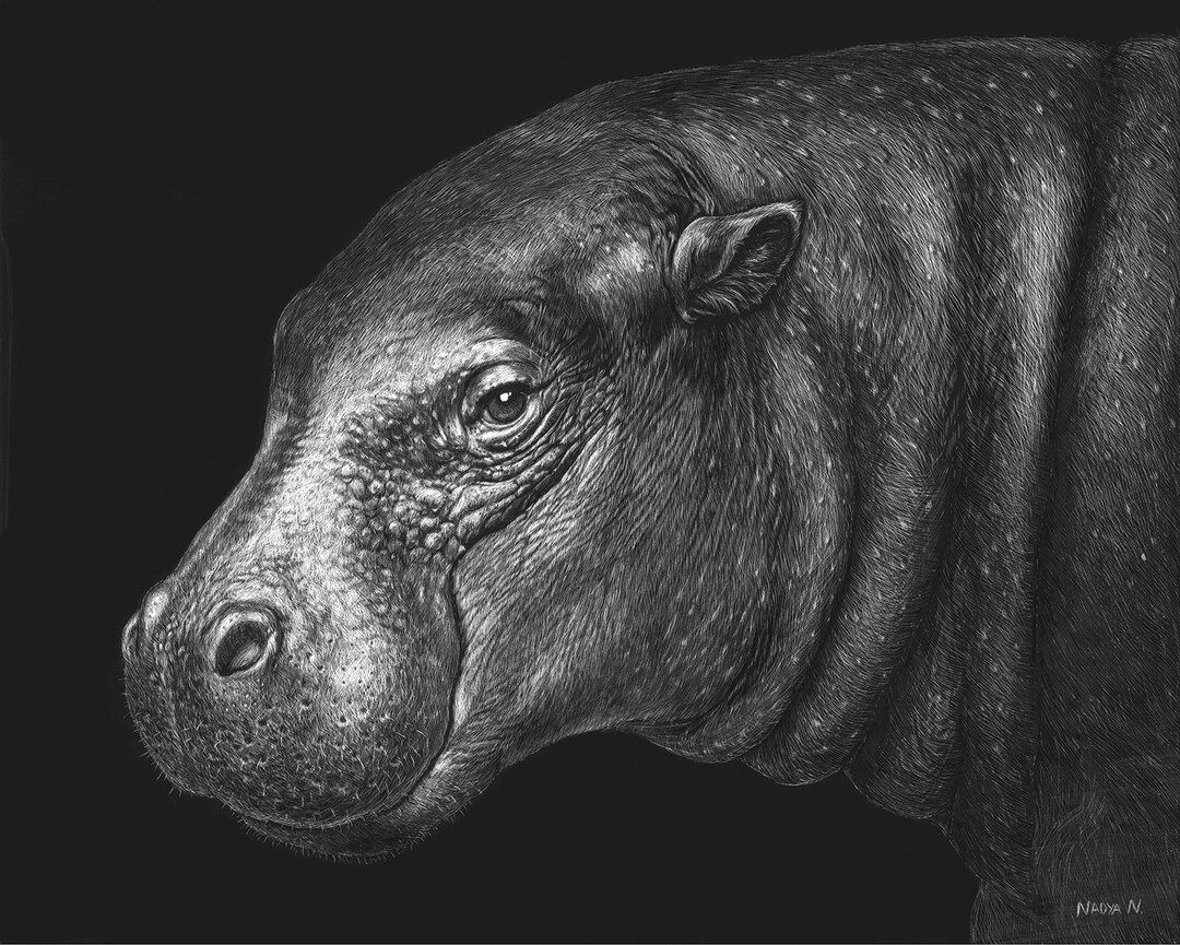 Happy Hippo Art Print African Nature Decor Pygmy Hippo Etsy