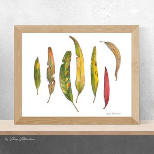 Eucalyptus Leaves botanical art print Australian native plant watercolour print, botanical wall art, gum leaves print, japandi wall art image 1