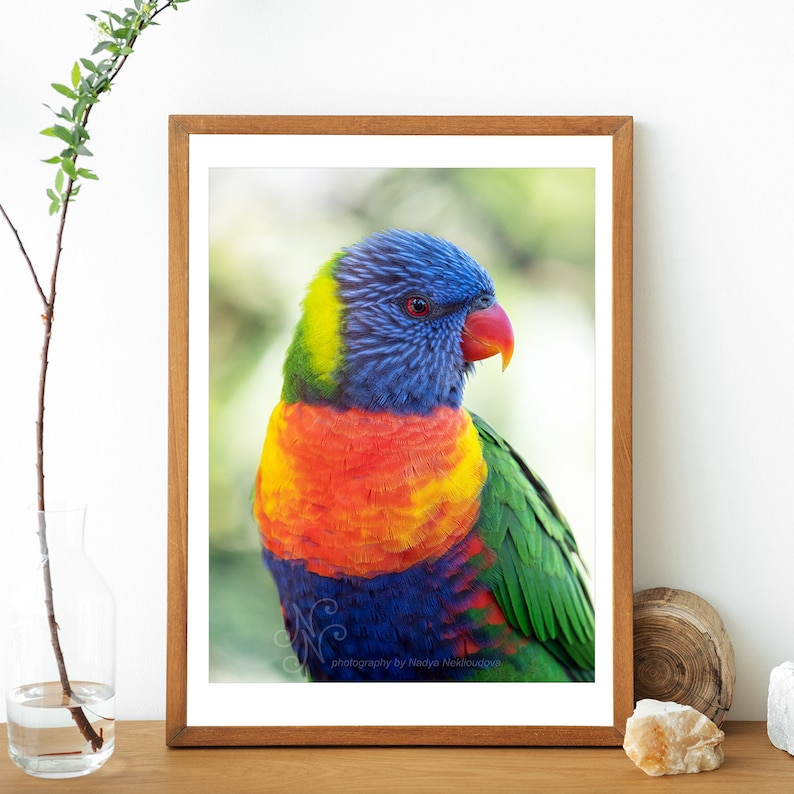 Rainbow Lorikeet bright colourful vibrant wall art, Australian parrot print, rainbow bird print, Australian native bird photography image 2