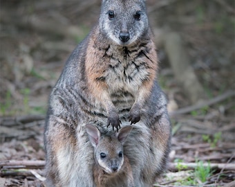 Könnte beinhalten: Ein graues und braunes Känguru mit einem Joey in seinem Beutel. Das Känguru steht auf einem Bett aus braunen Blättern und Zweigen.