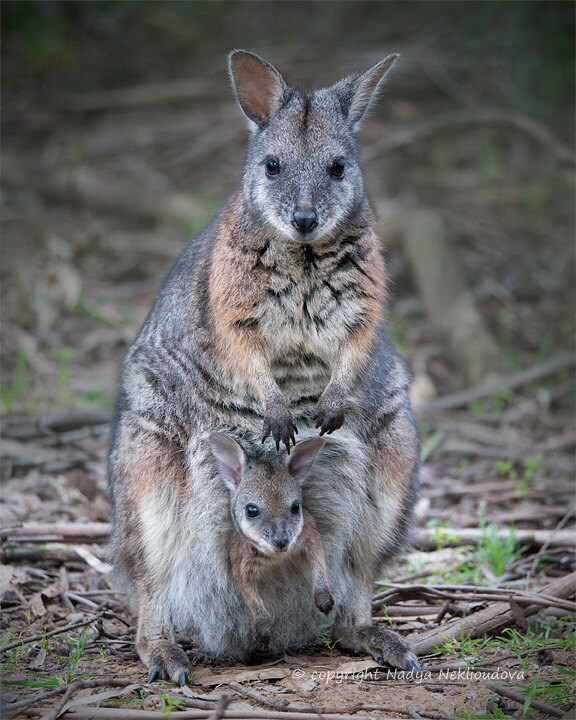 大特価！EMU Australia wallaby Lo サイズ21.0   タグ付き、箱あり Wallaby Lo – EMU Australia