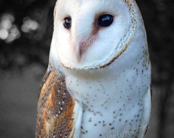 Barn Owl photo print - Fine Art photography, owl decor, barn owl wall art, barn owl print, wise owl, bird photography, wildlife photography