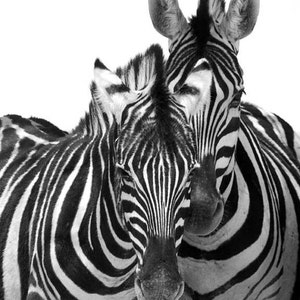 Two Zebras - black and white Zebra photo, zebra print, abstract zebra wall art, animal print, nursery wall art, African wildlife photography