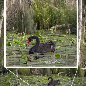 Black Swan Sanctuary print emerald green wall art, Australian nature photography, swan lake wetland, peaceful wall art, green forest decor image 3