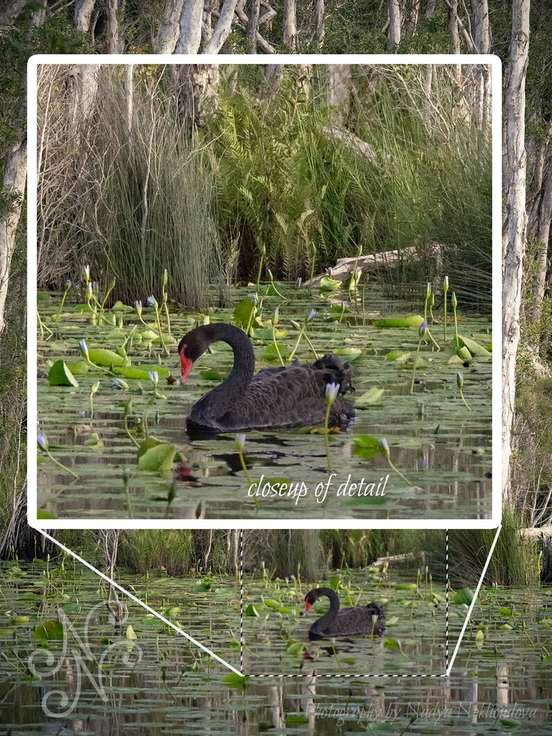 Black Swan Sanctuary print emerald green wall art, Australian nature photography, swan lake wetland, peaceful wall art, green forest decor image 3