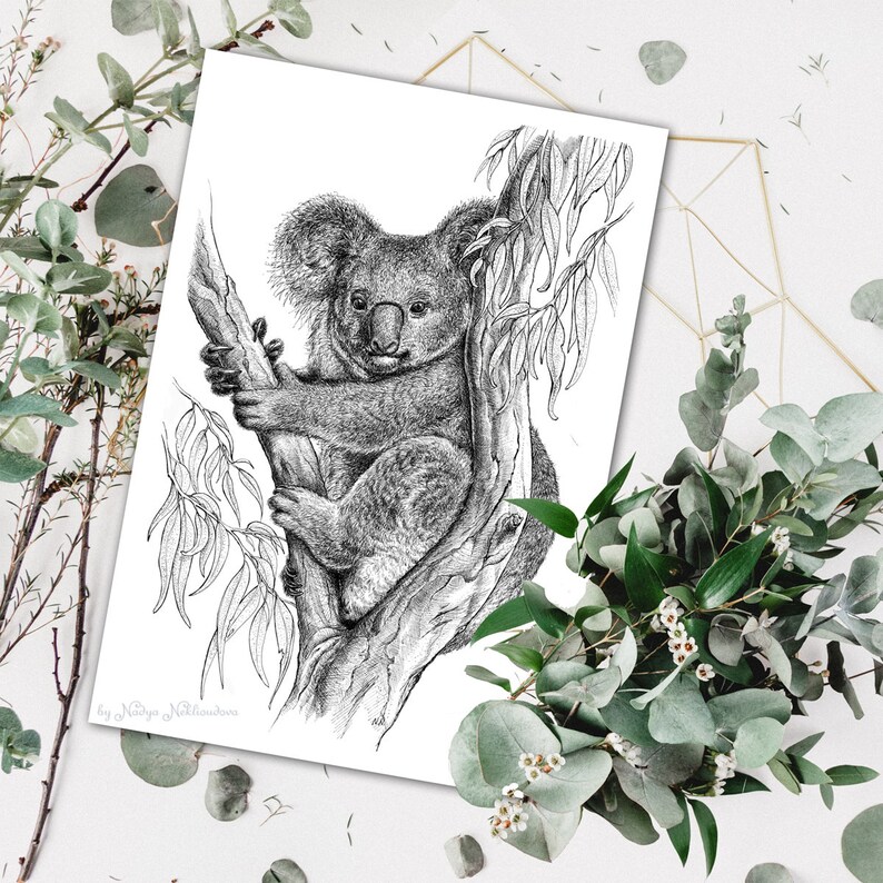 Koala Art Print Australian Animal Pen and Ink Drawing Koala Drawing