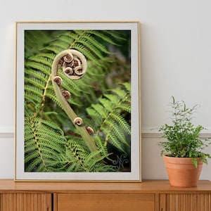 Fern Unfurling print - emerald green wall art, Australian Nature Photography for Jungle Nursery & Botanical Wall Decor