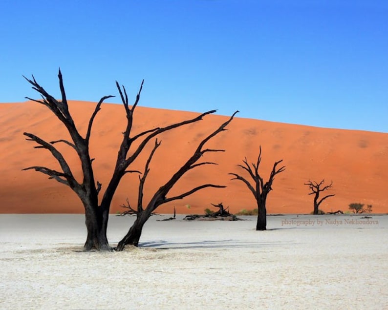 The Silent Desert photo print surreal photography of African landscape, Namibia, African tree, desert wall art, sand dunes photography image 1