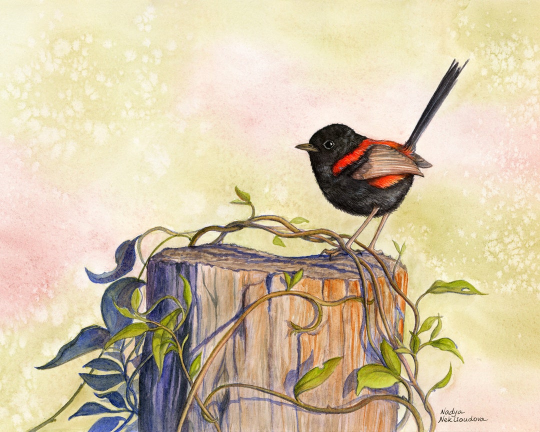 Red-backed Fairy Wren Print Watercolour bird art Australian Etsy 日本