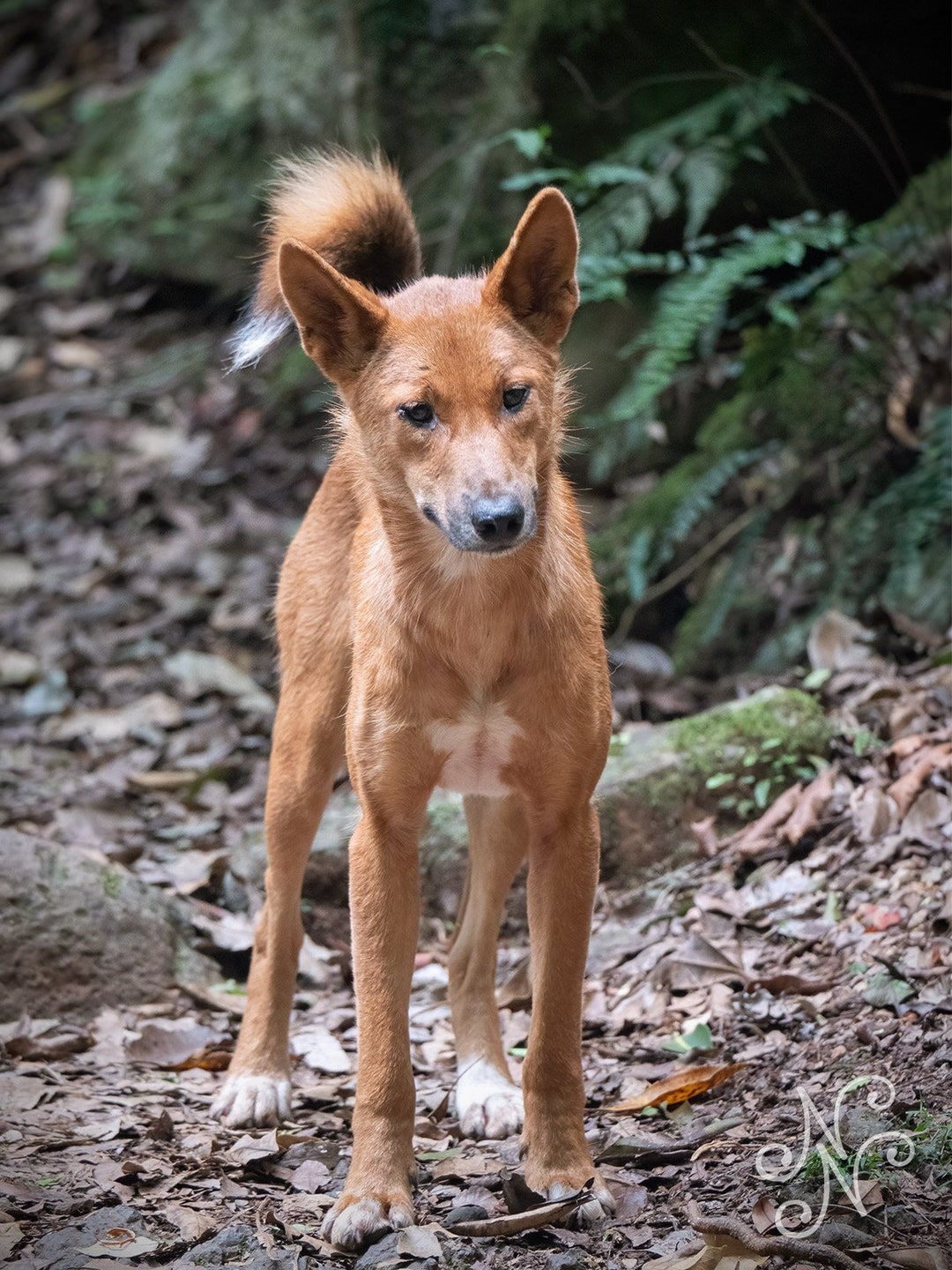 Carolina Dog Picture Of A Dingo Dog Breed American Dingo Dingo