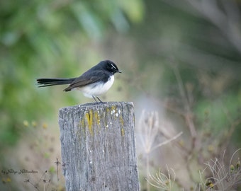 Willie Wagtail 2 photo print - calming wall art, emerald green nature print, bird photography, Australian native bird, Australian wildlife