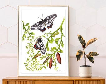 Dainty Swallowtail Butterfly print - butterfly life cycle, nature wall art, natural history art print, native Australian butterfly wall art