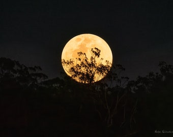 Harvest Moon photo print - full moon art, dark academia celestial night sky print, lunar Halloween decor, dark forest moody nature print