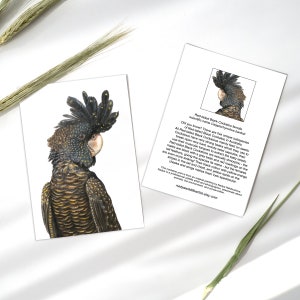 Op de afbeelding: Een close-up van een gedetailleerde illustratie van een vrouwelijke roodstaart-zwarte kaketoe. De vogel is in profiel afgebeeld, met zijn zwarte veren en de felrode staartveren zichtbaar. De illustratie is tegen een witte achtergrond.