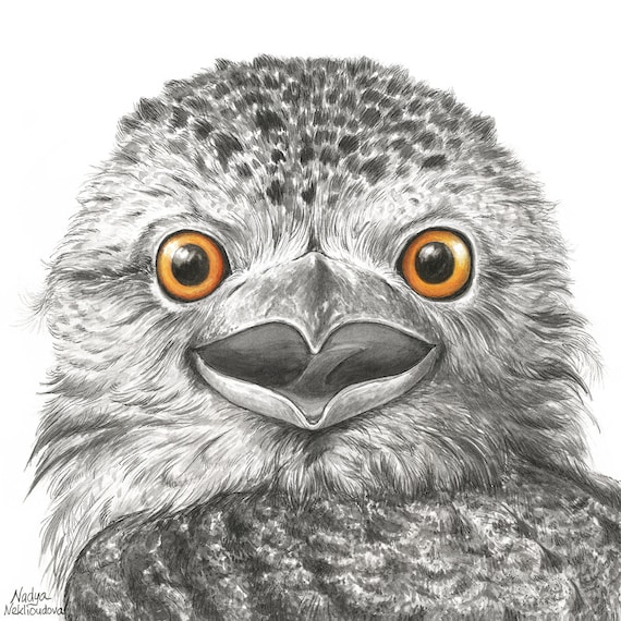 Funny Tawny Frogmouth Print - Australian Bird Watercolour Art