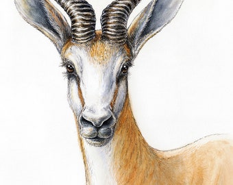 Springbok antelope print - African animal art, African antelope head, earth tone wall art, Africa Namibia desert print, gazelle print