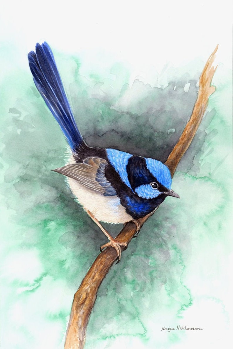 Blue Wren on Emerald Green print bird lover gift, Superb Fairy-wren print, wren painting, Australian native bird print, jewel tone decor image 1