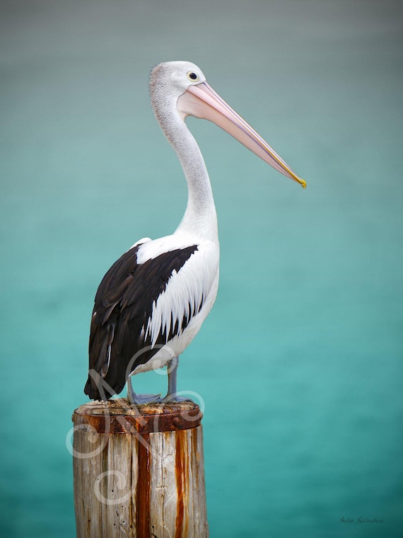 Pelican Photo Print - Coastal Bird Photography, Beach House Decor