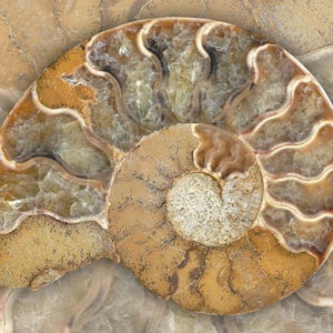 Fossil Ammonite art print B - golden ratio, earth tone wall art, fossil nautilus print, fibonacci spiral art, natural history beach decor