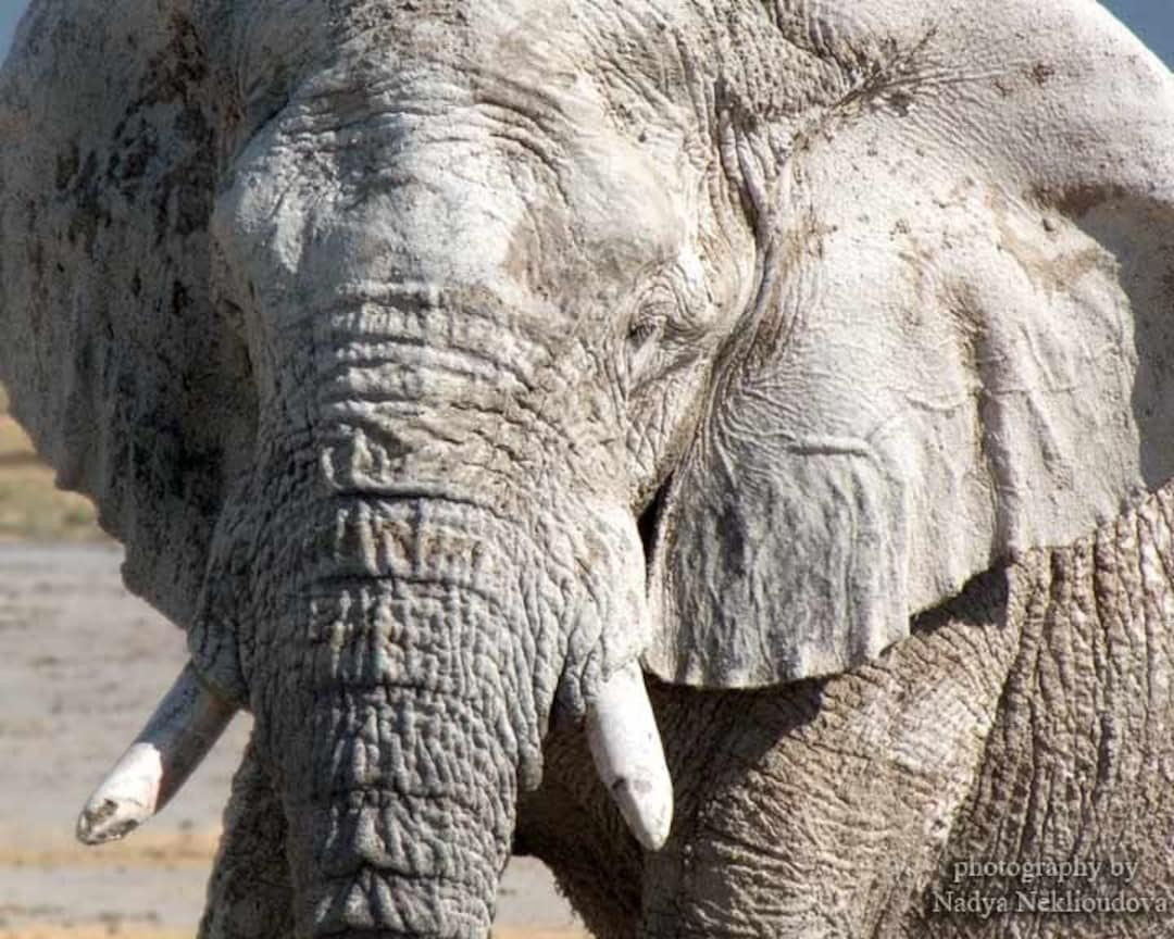 Elephant Portrait Print - African Wildlife Photography, Namibia - Etsy