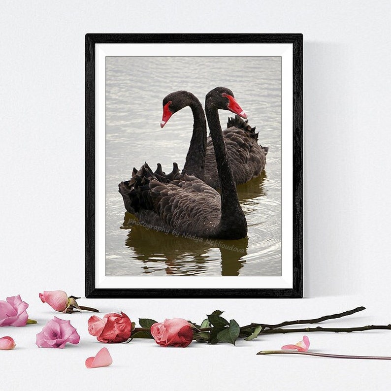 Black Swan photo print Australian bird wildlife photo, swan lake, Valentine's Day romantic swan nature photography, black and red image 1