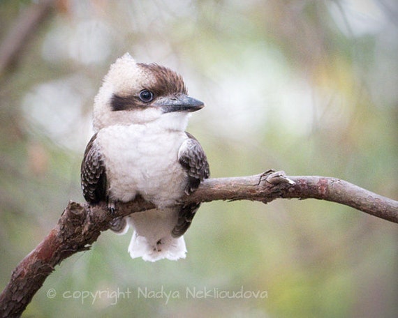 Naar boven Millimeter Aanvankelijk Baby Kookaburra print Australische vogel kunst natuur | Etsy Nederland