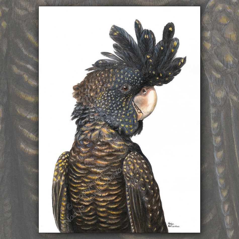 クロオウムの水彩画アートプリント - オーストラリアの鳥の絵画 - Etsy