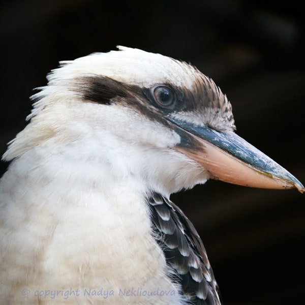 Kookaburra wall art - photo print, modern nature decor, bird photography, bird wall art, Australian native bird, Australian wildlife print