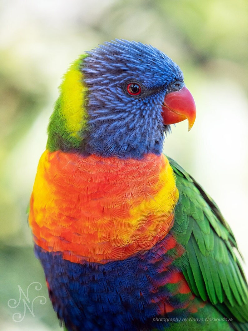 Rainbow Lorikeet bright colourful vibrant wall art, Australian parrot print, rainbow bird print, Australian native bird photography image 1