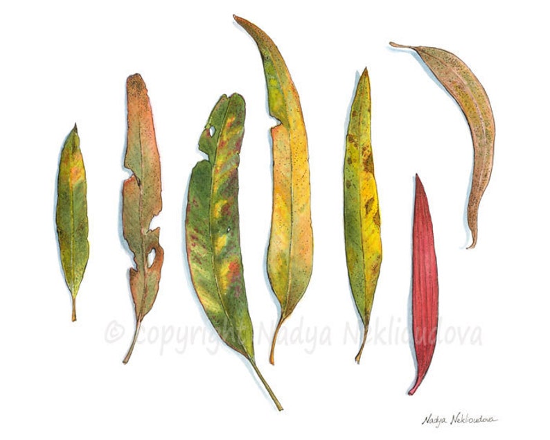 Eucalyptus Leaves botanical art print Australian native plant watercolour print, botanical wall art, gum leaves print, japandi wall art image 2