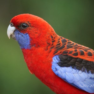 Karmozijnrode Rosella-print - Australische papegaai muurkunst