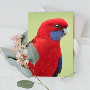 Australische Vogel Grußkarten - 5 x 7 inch Crimson Rosella Karte mit unbeschriebenem Umschlag innen