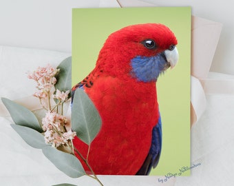 Australian bird card - 5x7 inch Crimson Rosella card with envelope blank inside, Australian native bird greeting card, Aussie christmas