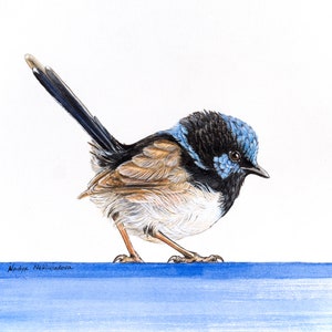King of the Fairy Wrens print - bird lover gift, Superb Fairy-wren print, Australian native bird painting, classic blue decor