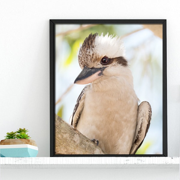 Kookaburra Glance photo print - kookaburra print, kookaburra art, kookaburra photo, Australian art nature decor Australian photo Australiana