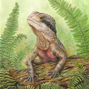 Australian Water Dragon art print - native reptile decor, lizard illustration for boys room, Nature fern wall art