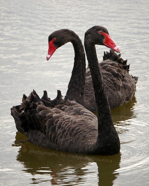 SWANSWAN Sleeim ブラック Black Swan Photograph - Australian Wildlife Art Print - Etsy