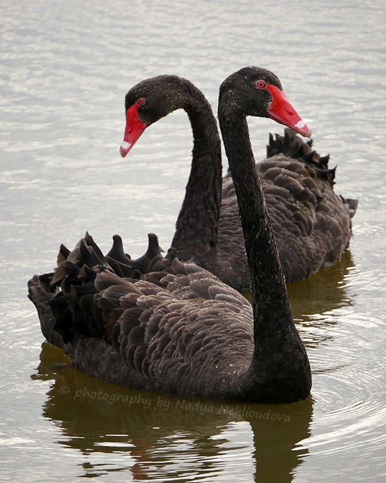 Black Swan photo print Australian bird wildlife photo, swan lake, Valentine's Day romantic swan nature photography, black and red image 2