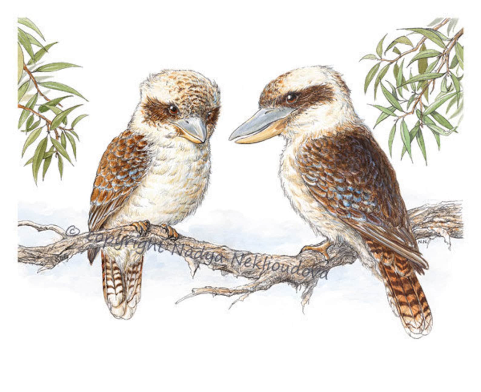 Kookaburras Australian Wildlife Art Print, Kookaburra Wall Art, Nature Decor, Woodland Bird