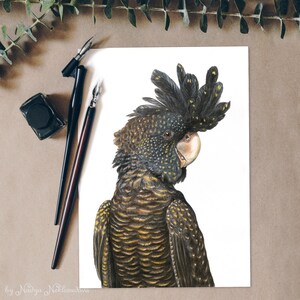 Op de afbeelding: Een gedetailleerde illustratie van een zwart-gouden kaketoe met een zwarte kuif. De vogel kijkt naar rechts en heeft een gele snavel. De achtergrond is wit.