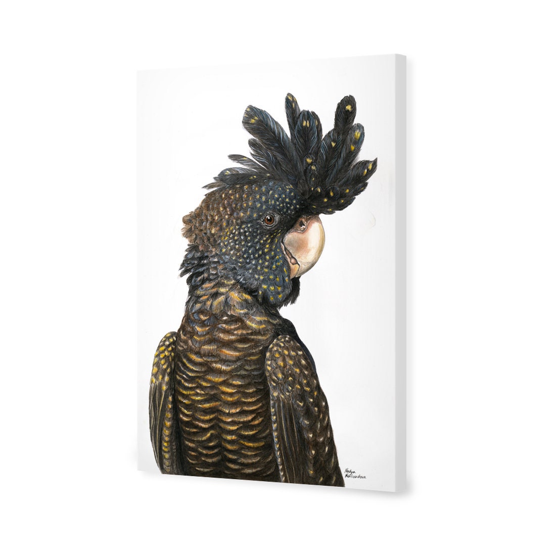 Black Cockatoo Canvas Wall Art Limited Edition Native Bird Etsy Australia