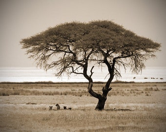 African Tree with Lions SEPIA photo print - African wall art, African decor, Namibia fine art nature photography, Africa print, African tree